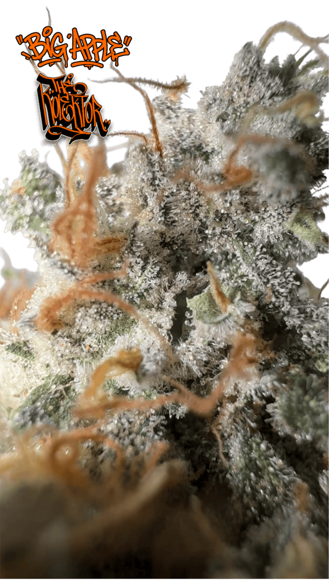 TKS SENSEI | Big Apple | Flower 3.5g
