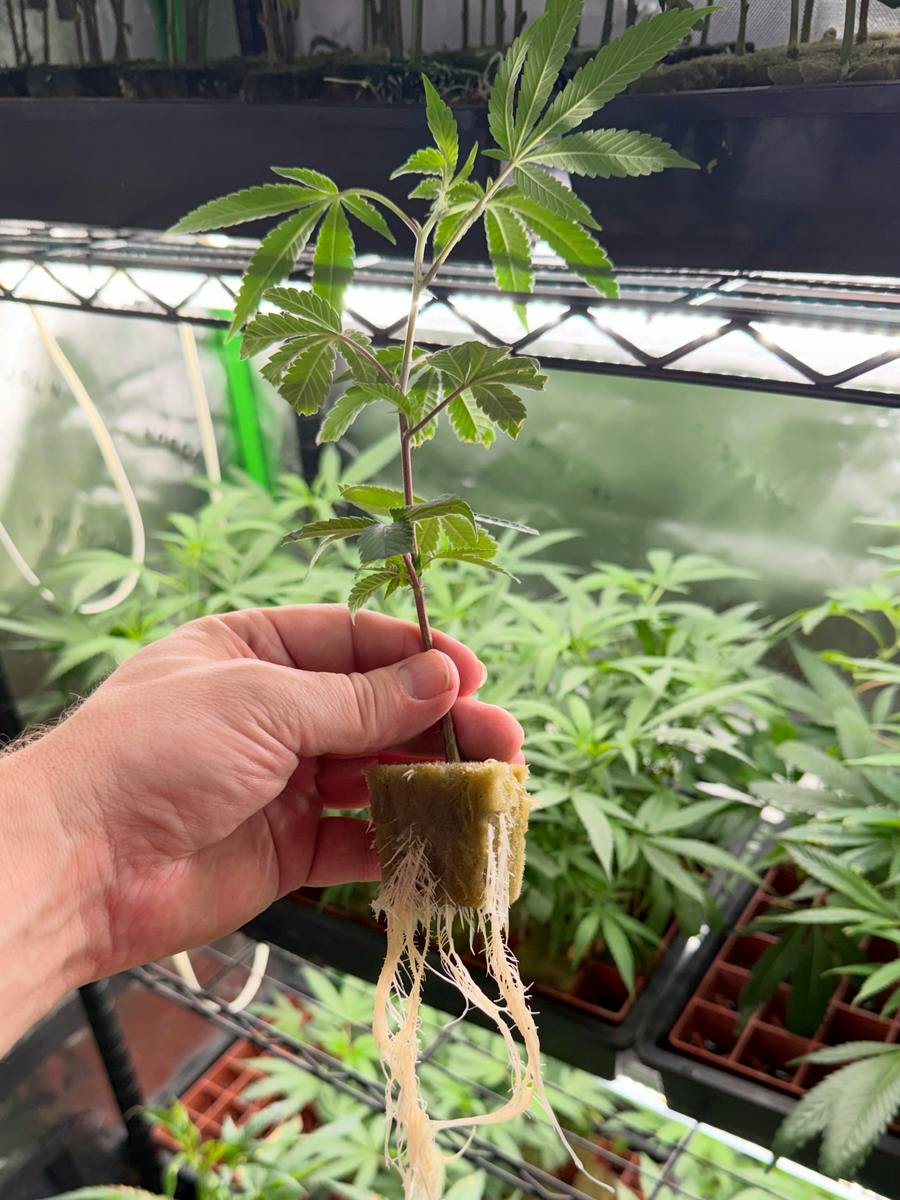 Daily Grapes Clones