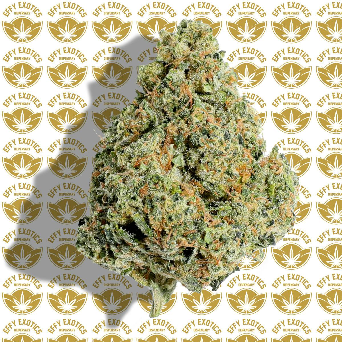 GATOR BREATH (I)