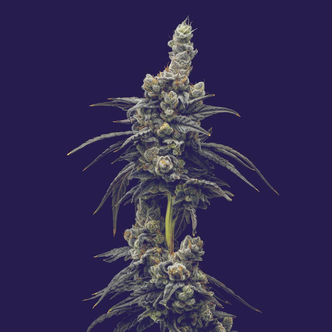 Full Tilt Labs - Zubai 14g - 14 grams