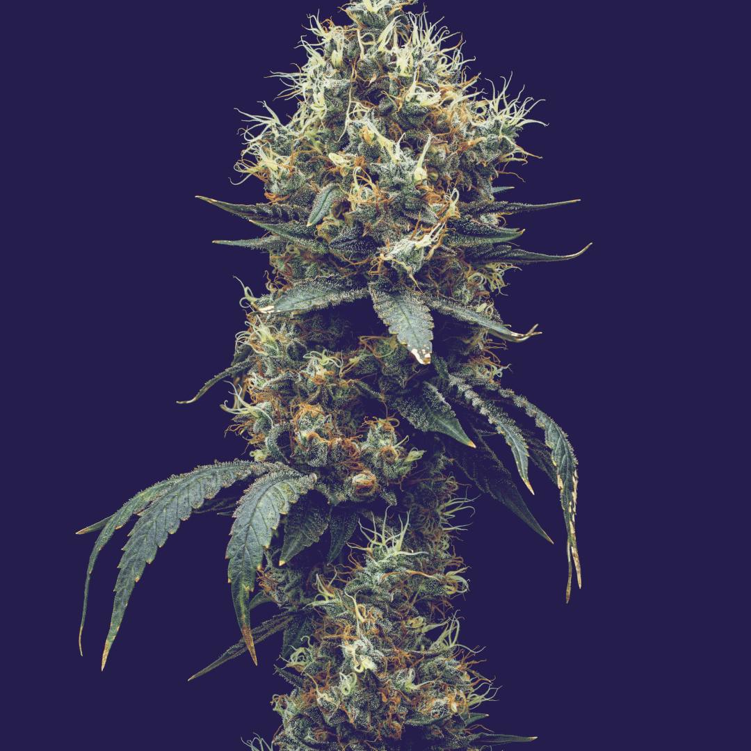 Full Tilt Labs - Peach Milano - 14g - 14 grams