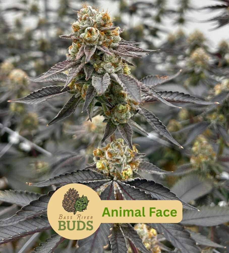 Bass River Buds Animal Face