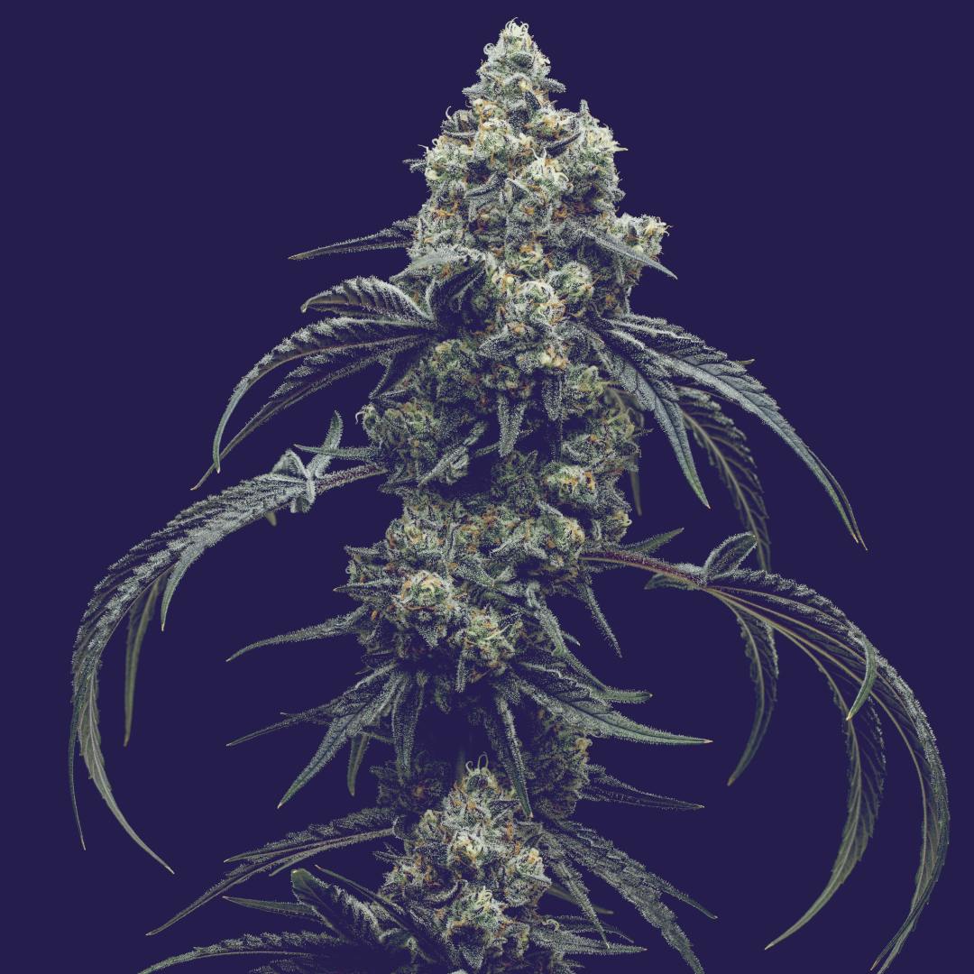 Full Tilt Labs - Lucky 13 - 3.5g - 1 gram