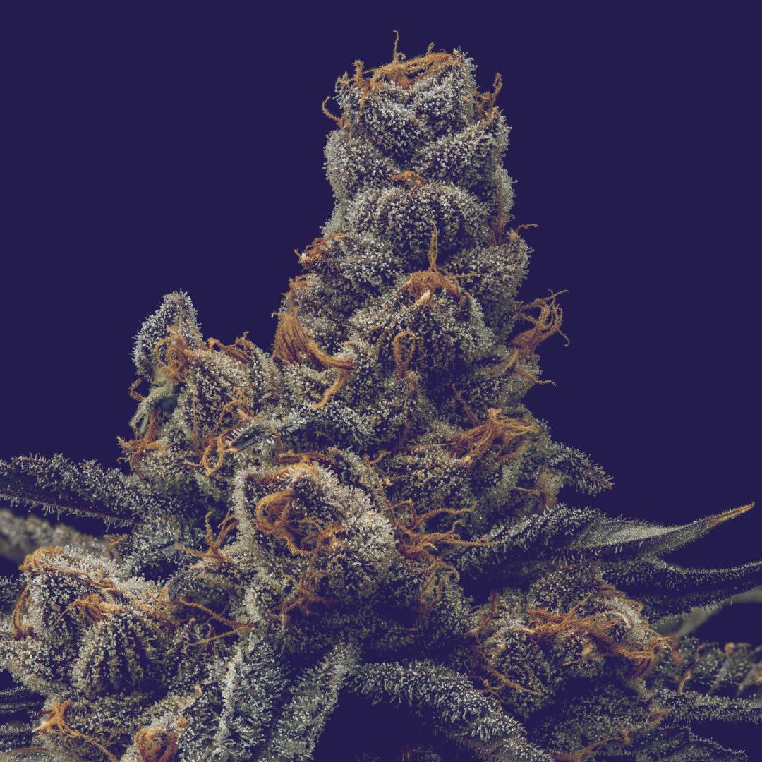 Full Tilt Labs - Orangutang - 3.5g