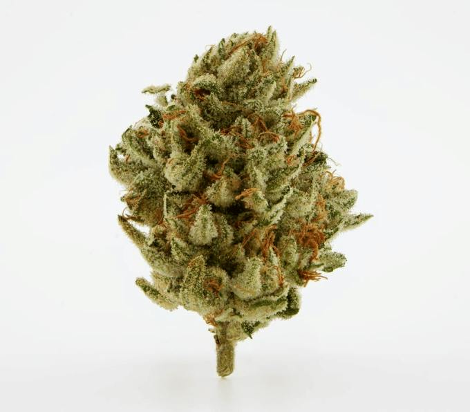 Brighterside Razzberry Hashplant