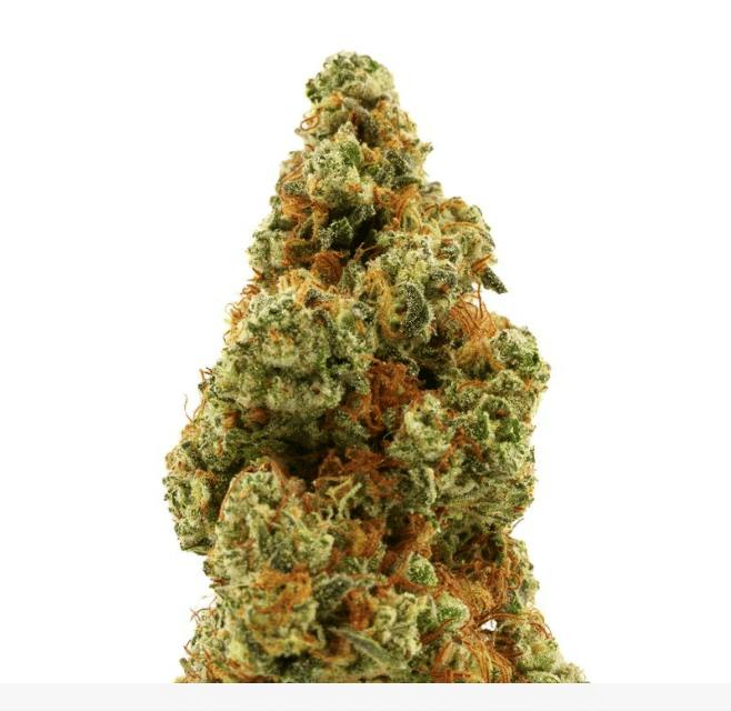 Brighterside Roasted Garlic Margy Rgm
