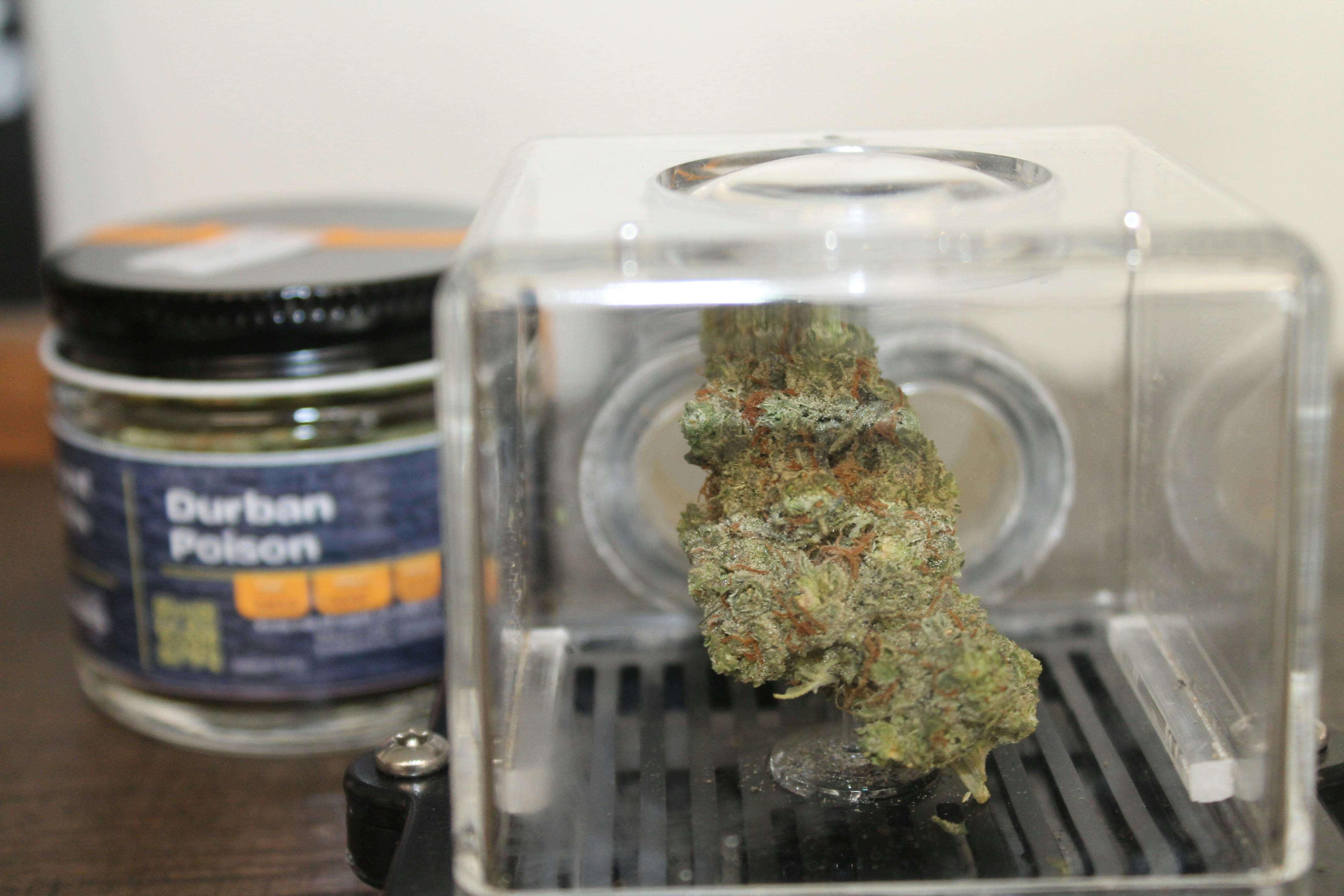 Northeast Kannabis I Durban Poison at Northeast Kannabis