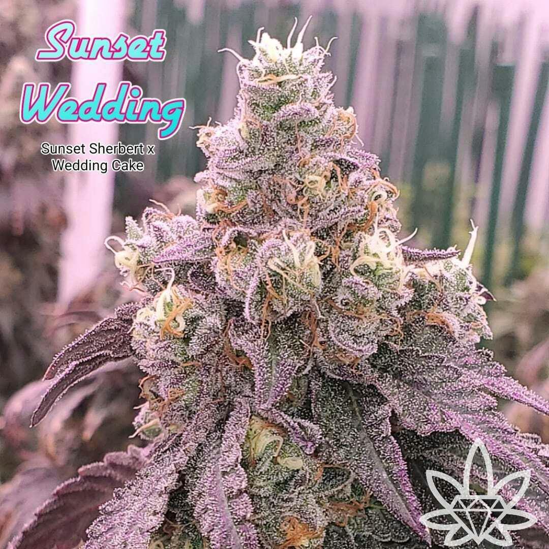 Sunset Wedding [.5g] | High End Farms - 5 Pack Pre Roll