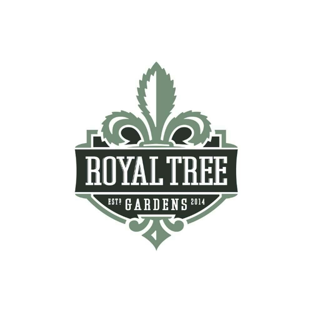 Gary Payton [.5g] | Royal Tree Gardens - 2 Pack Pre Roll