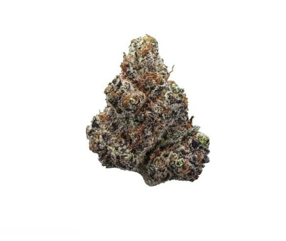 STATION HOUSE Northern Lights 3.5G