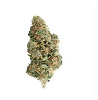 ELEVATOR Mac Melon 14G