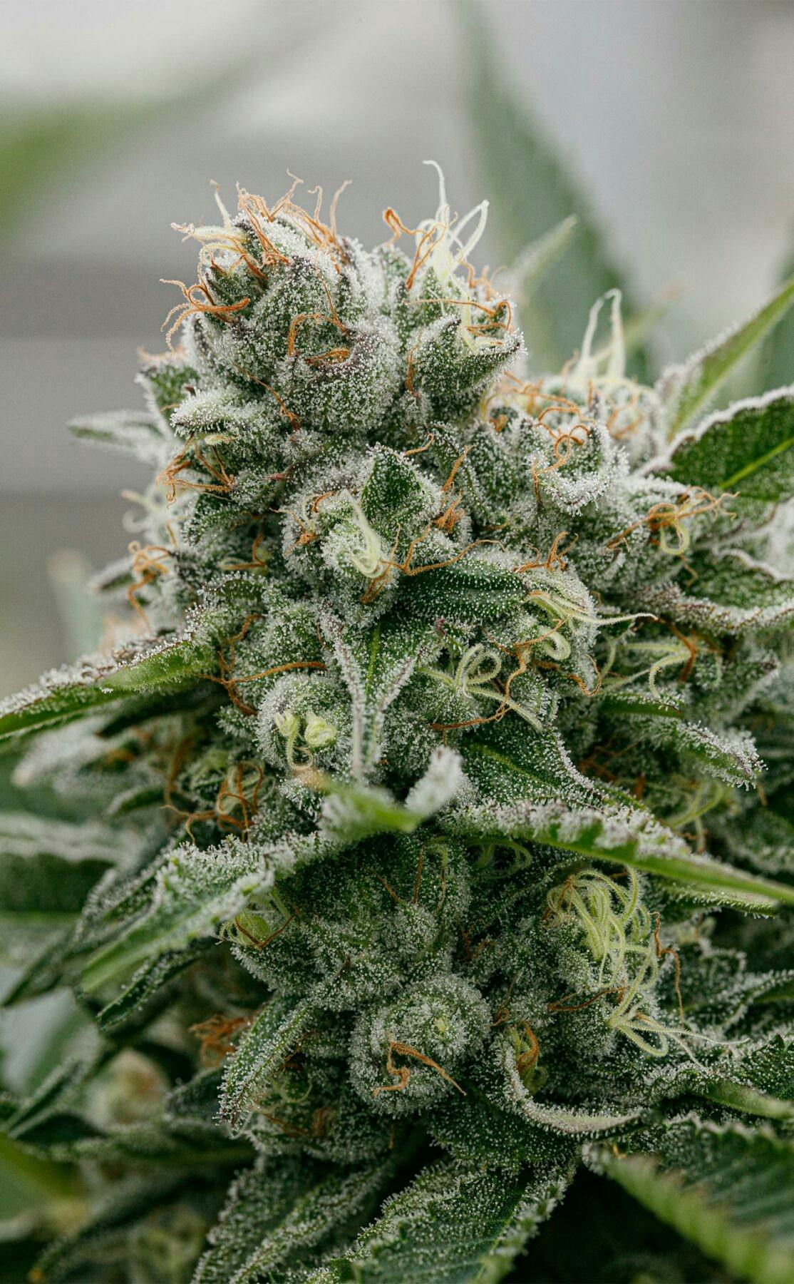 PURE SUNFARMS Kush God 7G