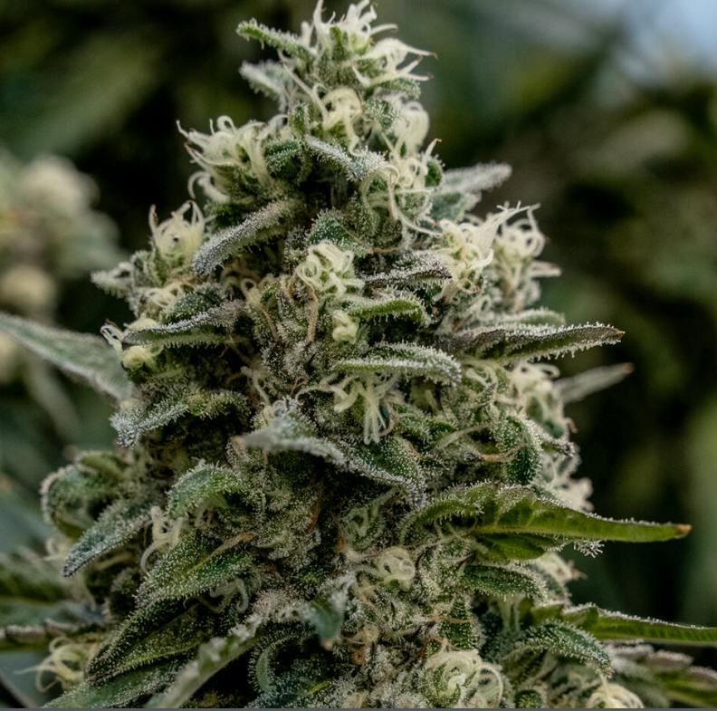 PURE SUNFARMS Cherry Tang 7G