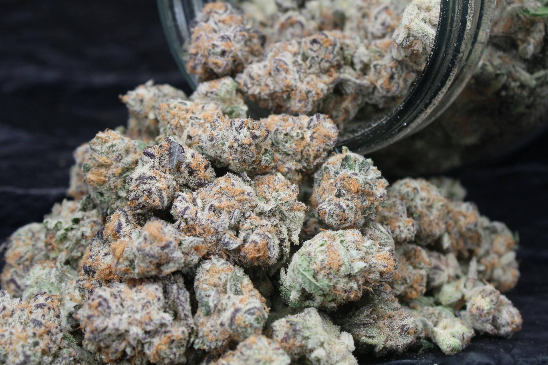 Jive - Purple Punch - 3.5g
