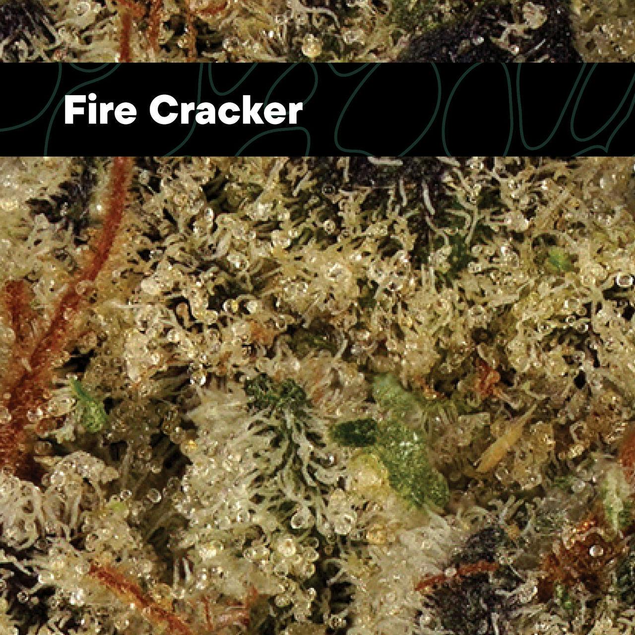 Fire Cracker Flower