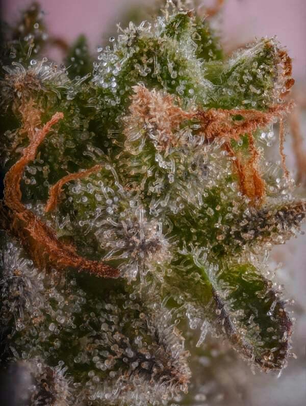Jealousy | Maleks | Bulk Flower