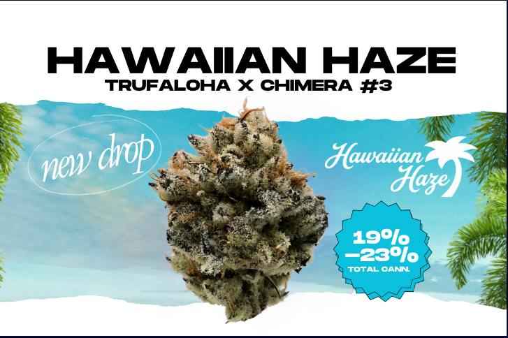 LEGACY - HAWAIIAN HAZE - 1G