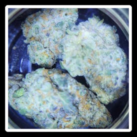 GLORIOUS - HOT LANTA - BULK FLOWER