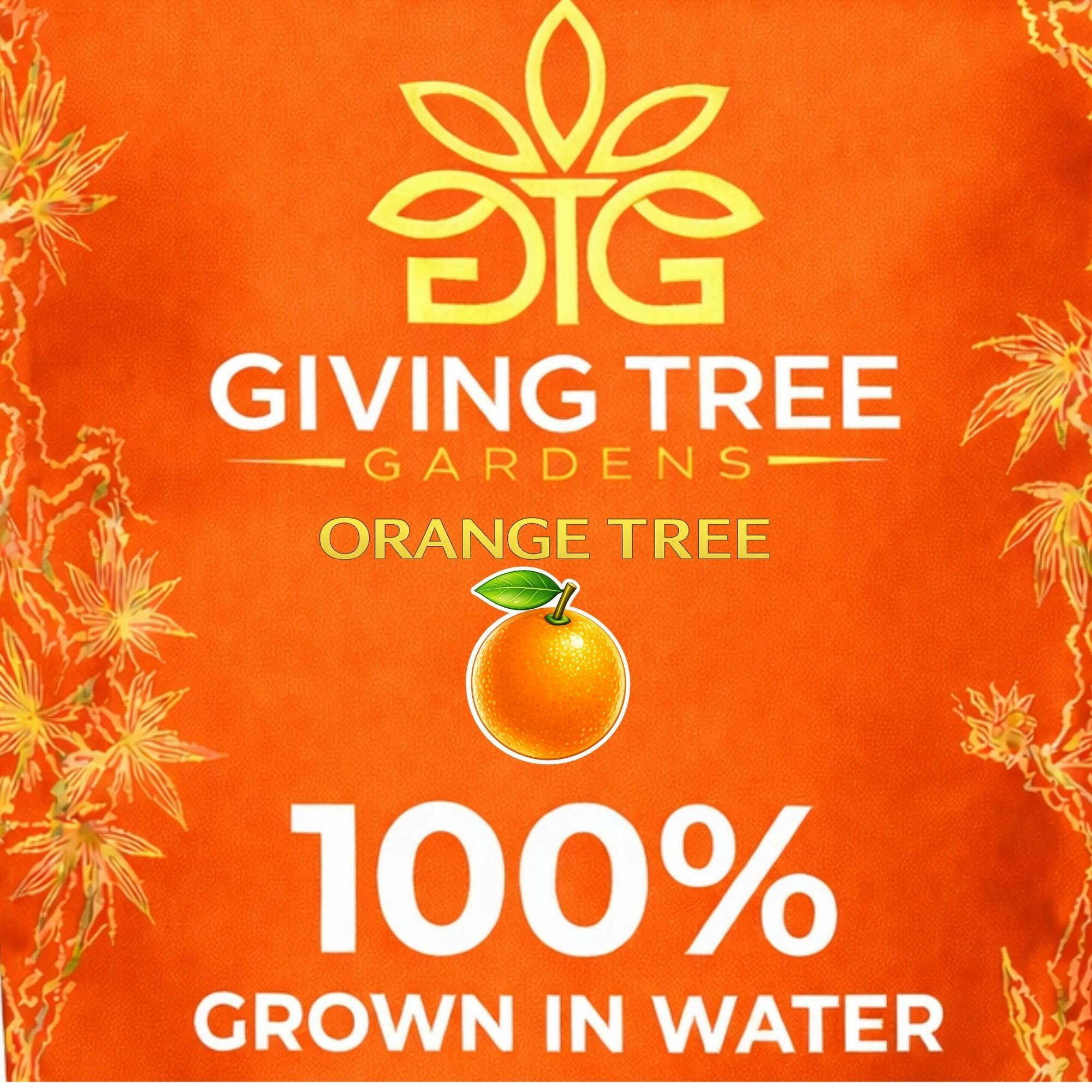 Orange Tree