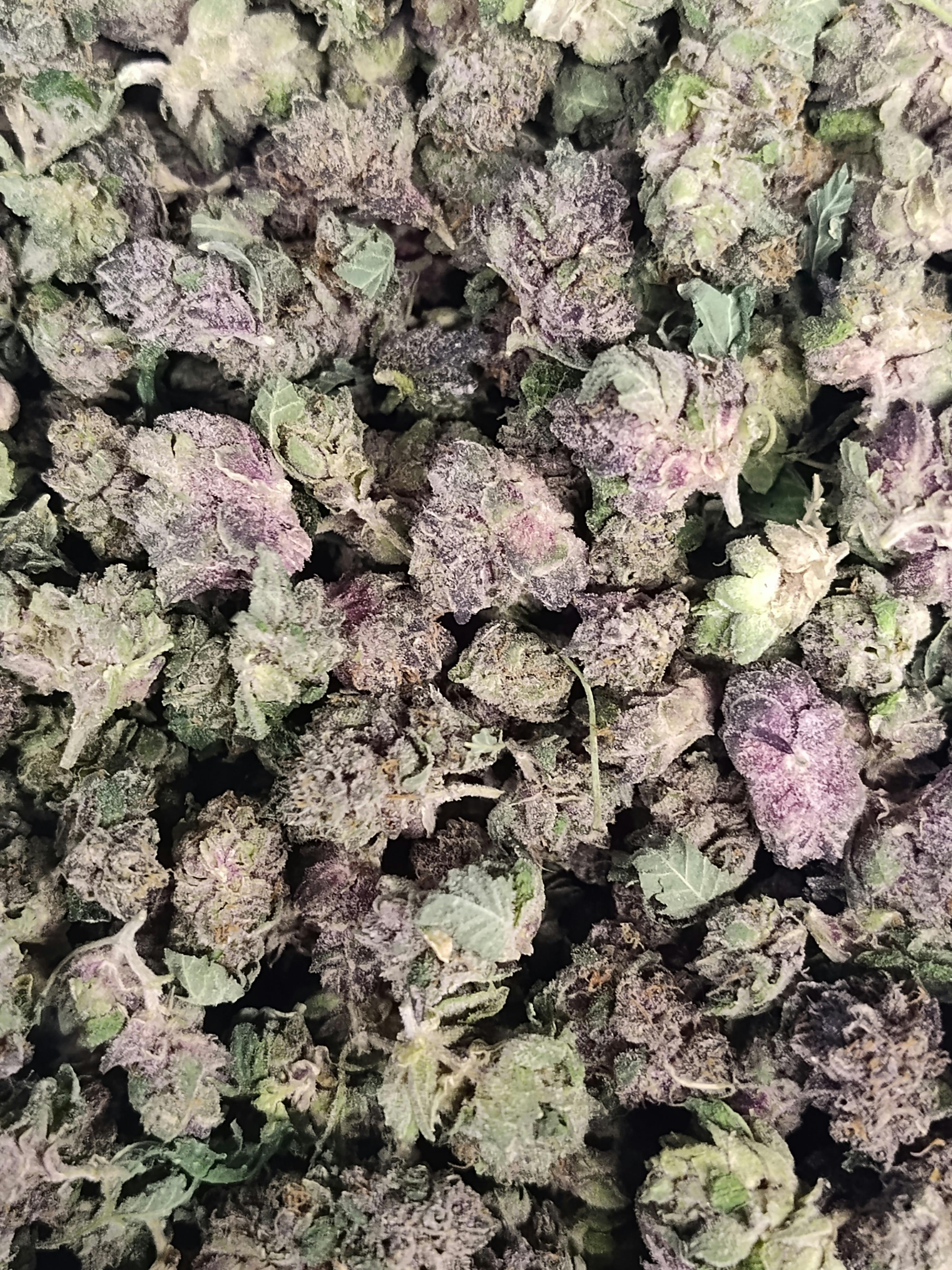 Backpack Boyz - Lemon Cherry Gelato - Bulk Flower cannabis product