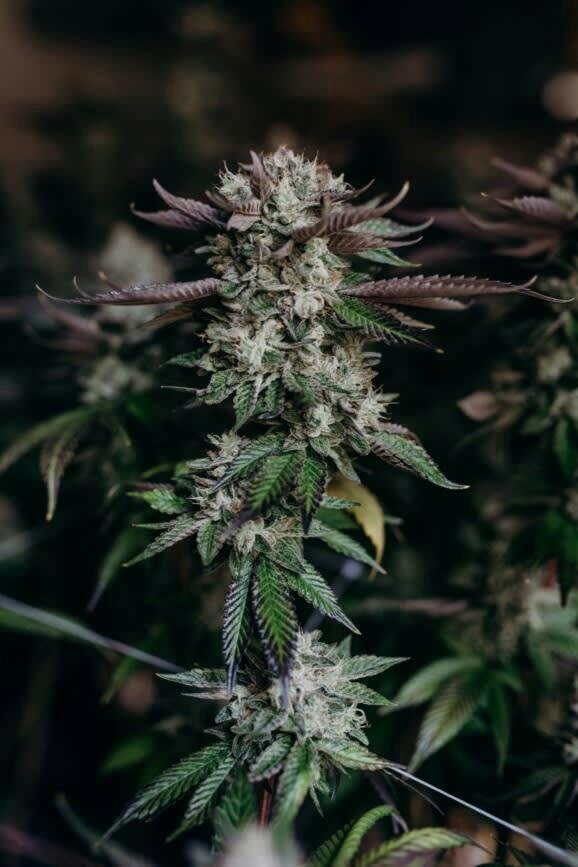 Pine Tar | Big Buds | 3.5g