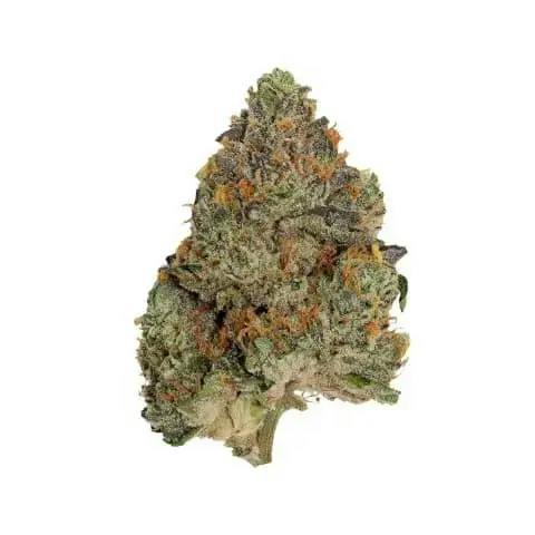 BLUE ZUSHI - 7G