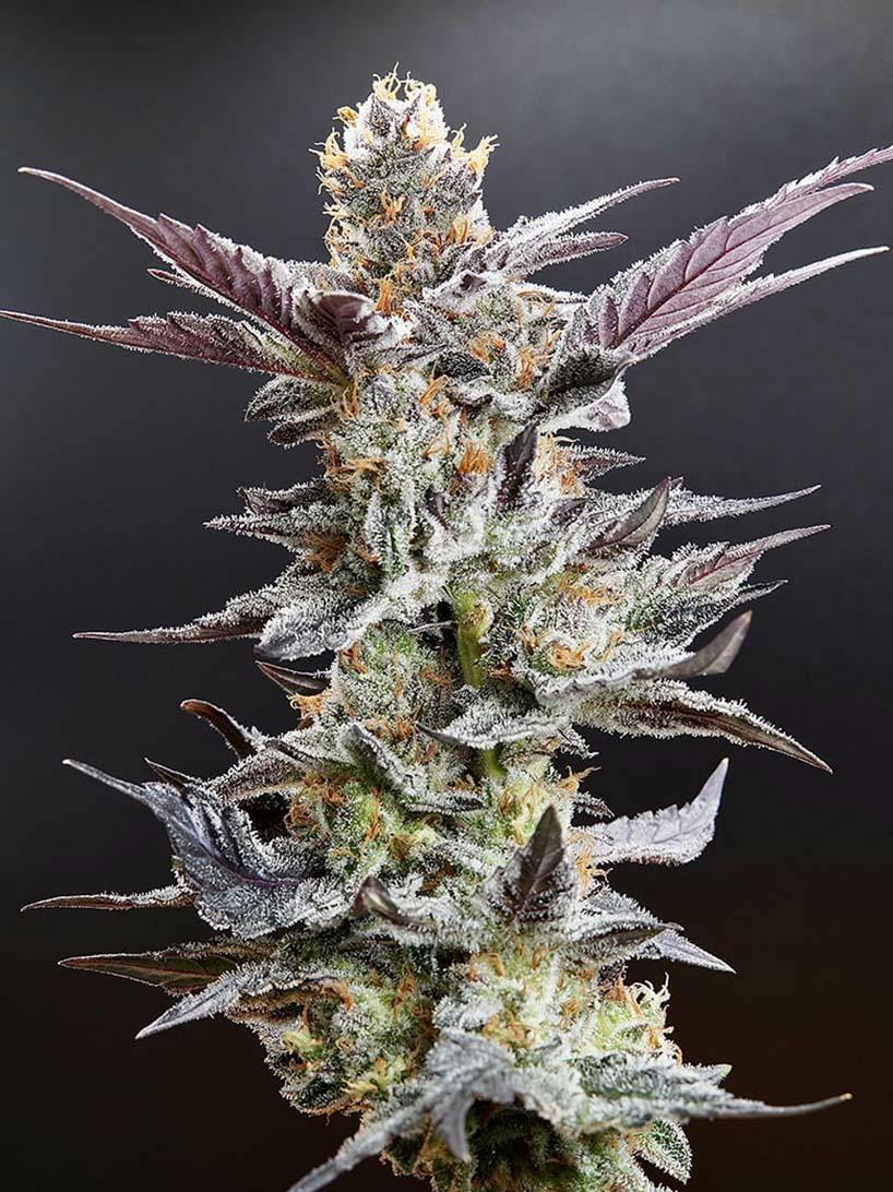 Local Love - Bulk Flower - cannabis product
