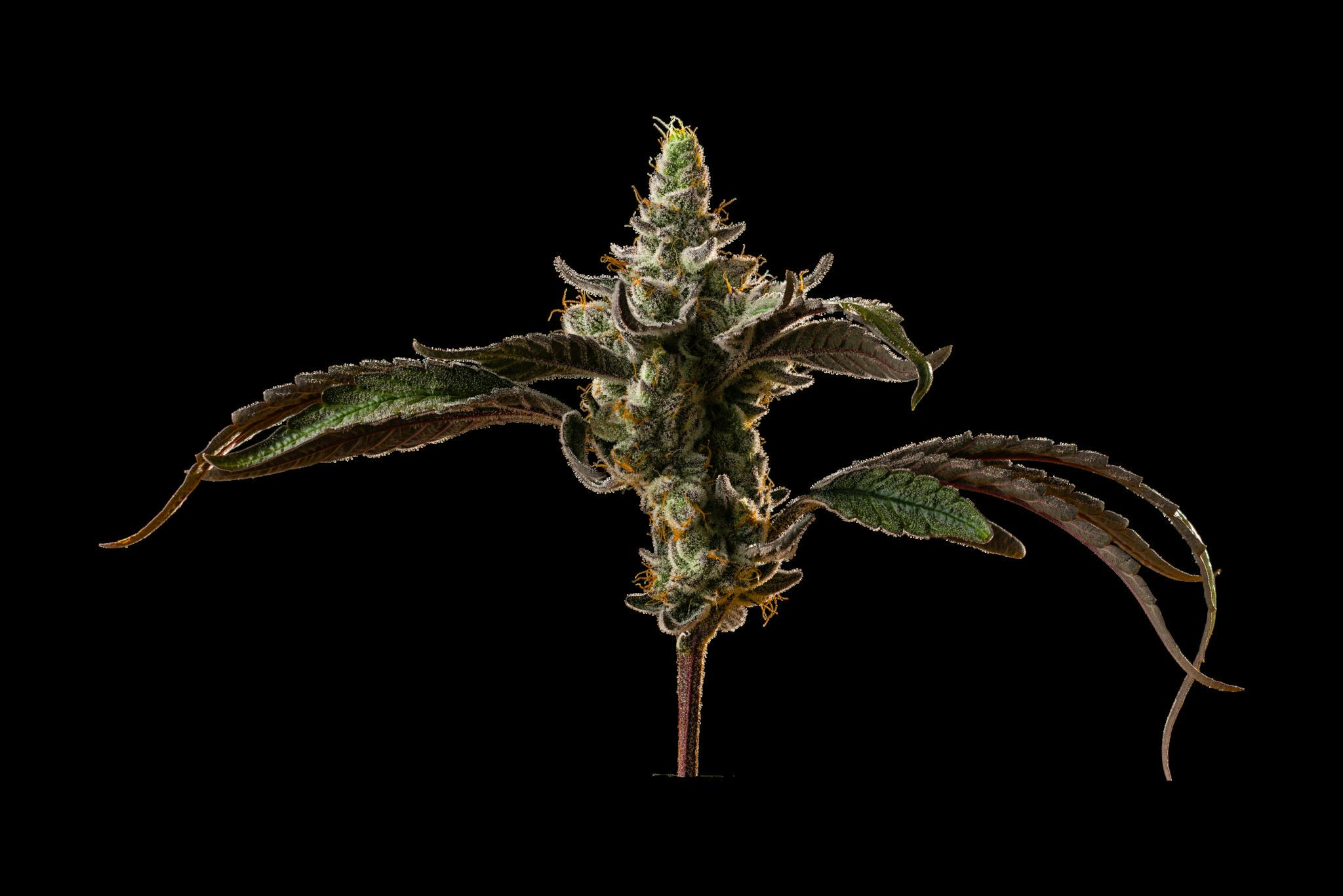 Unbound | Orangade at MN Roots Dispensary - Jenkins