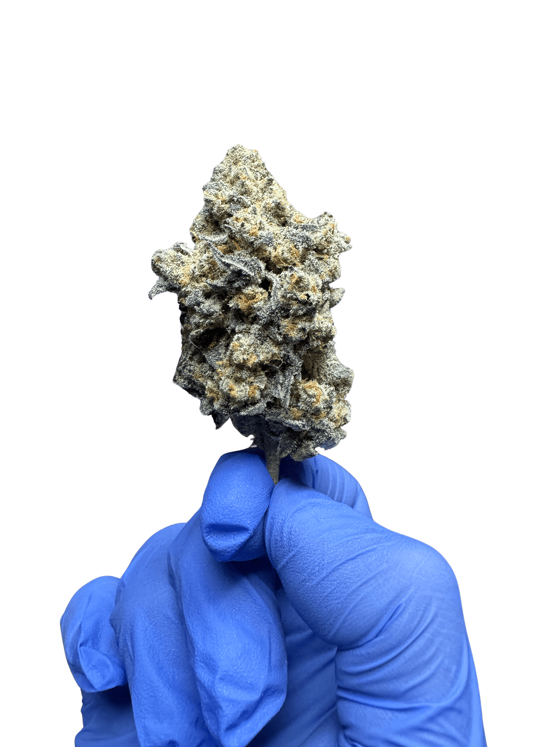 Jelly Pancake | Elevated Exotics