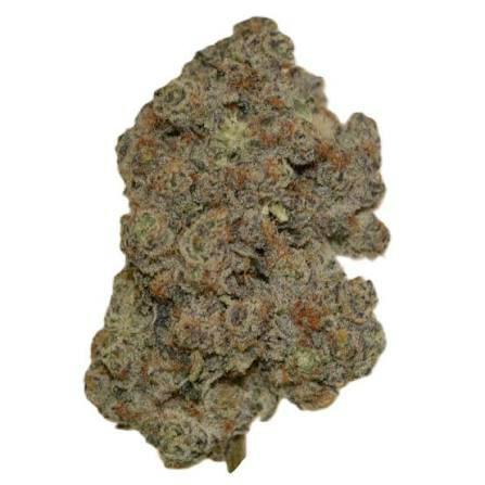 Frosted Boof | Dr.Jc Exotics | 5 Star Flower