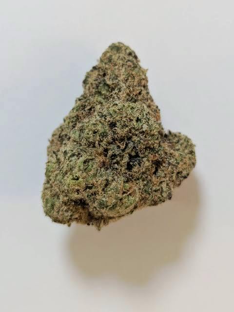 Bodega | Dr. JC's Exotics