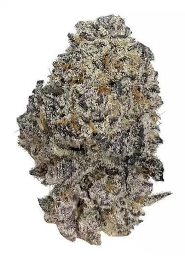 Frosted Oreo | Dr. JC's Exotics