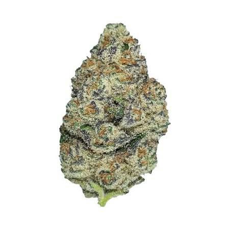 Sherbie Truffle | Bulk Flower | Michigan Octane