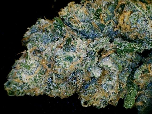 MED - **VIP SHELF** - Blue Dream (Blueberry X Haze)