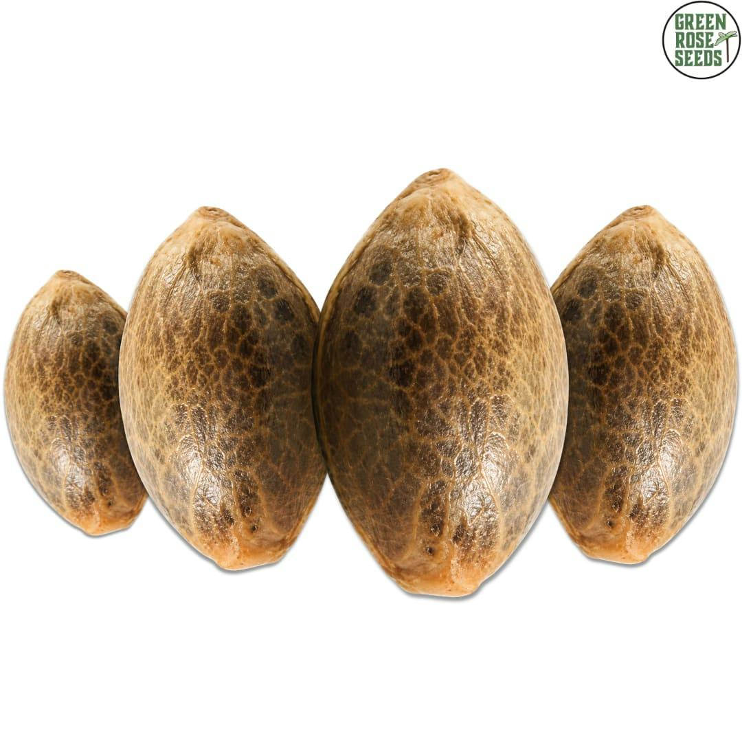 Green Rose Seeds | Crasher Breath Fem Seeds | 4PC