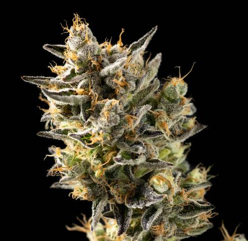 Happy Valley | Head Stash | GMO Z | Flower | 3.5g (IH)