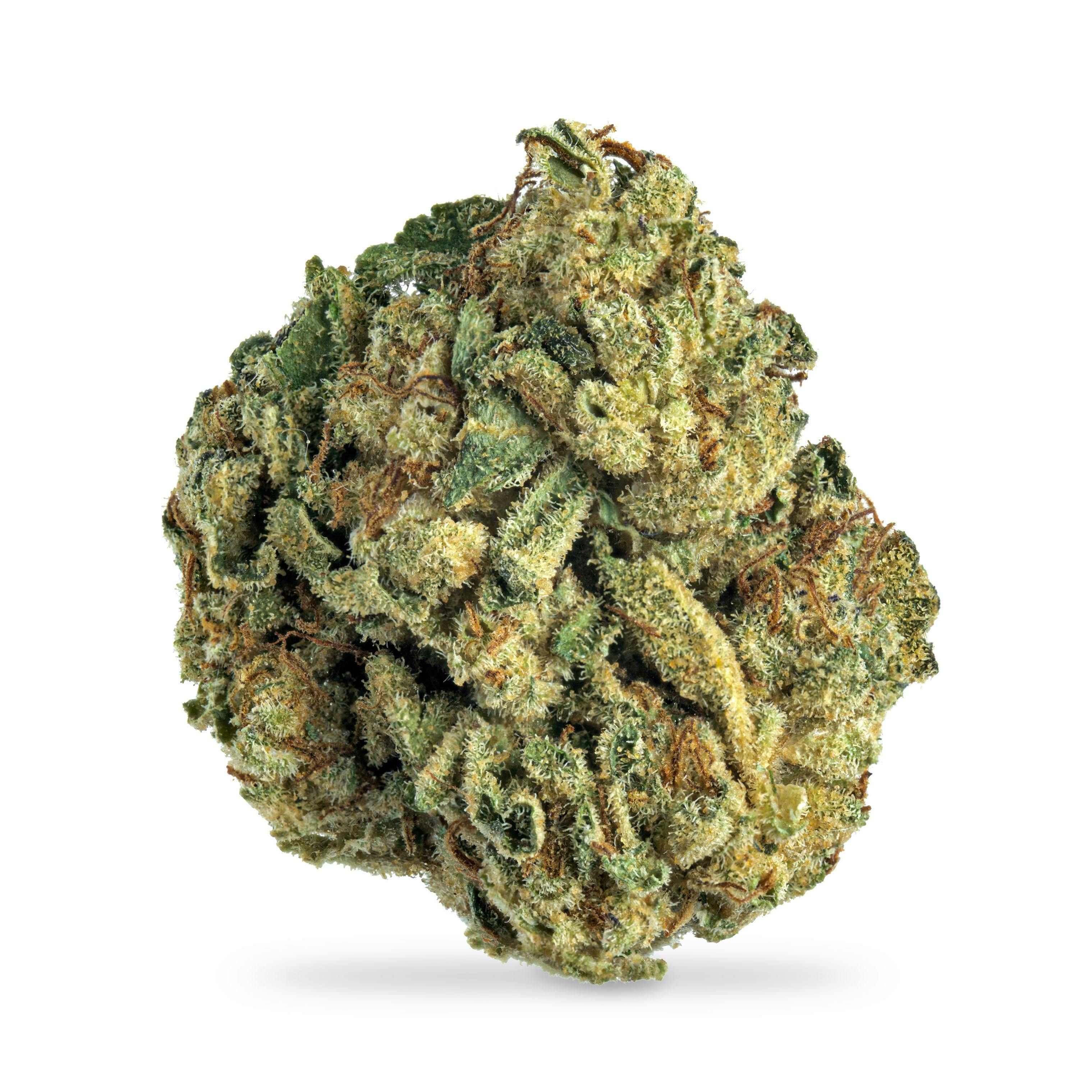 Mimosa