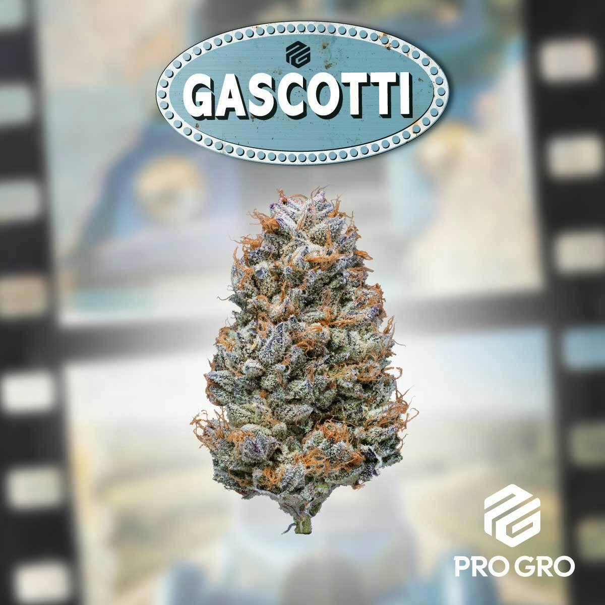 Gascotti - Diamond Tier cannabis product