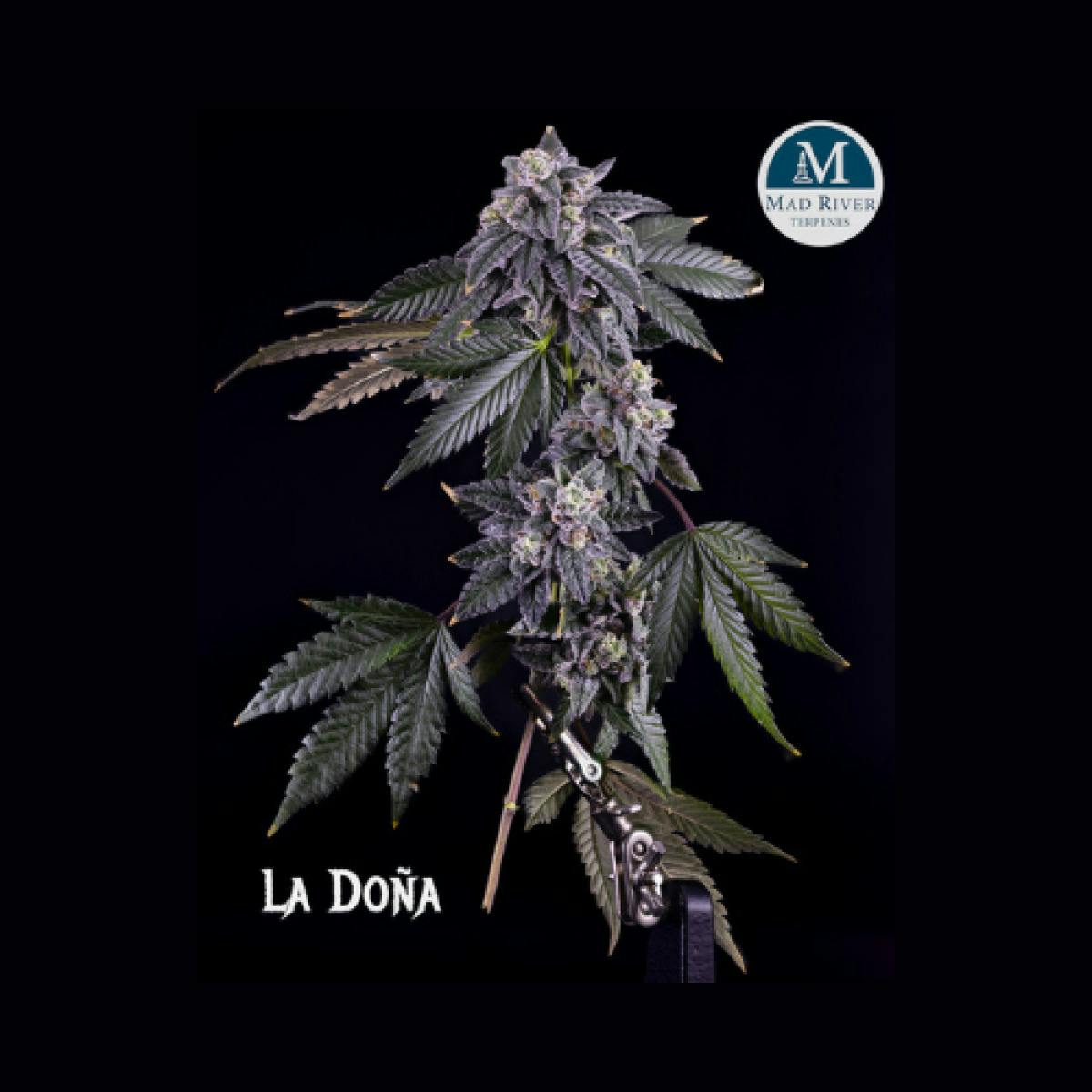 La Dona