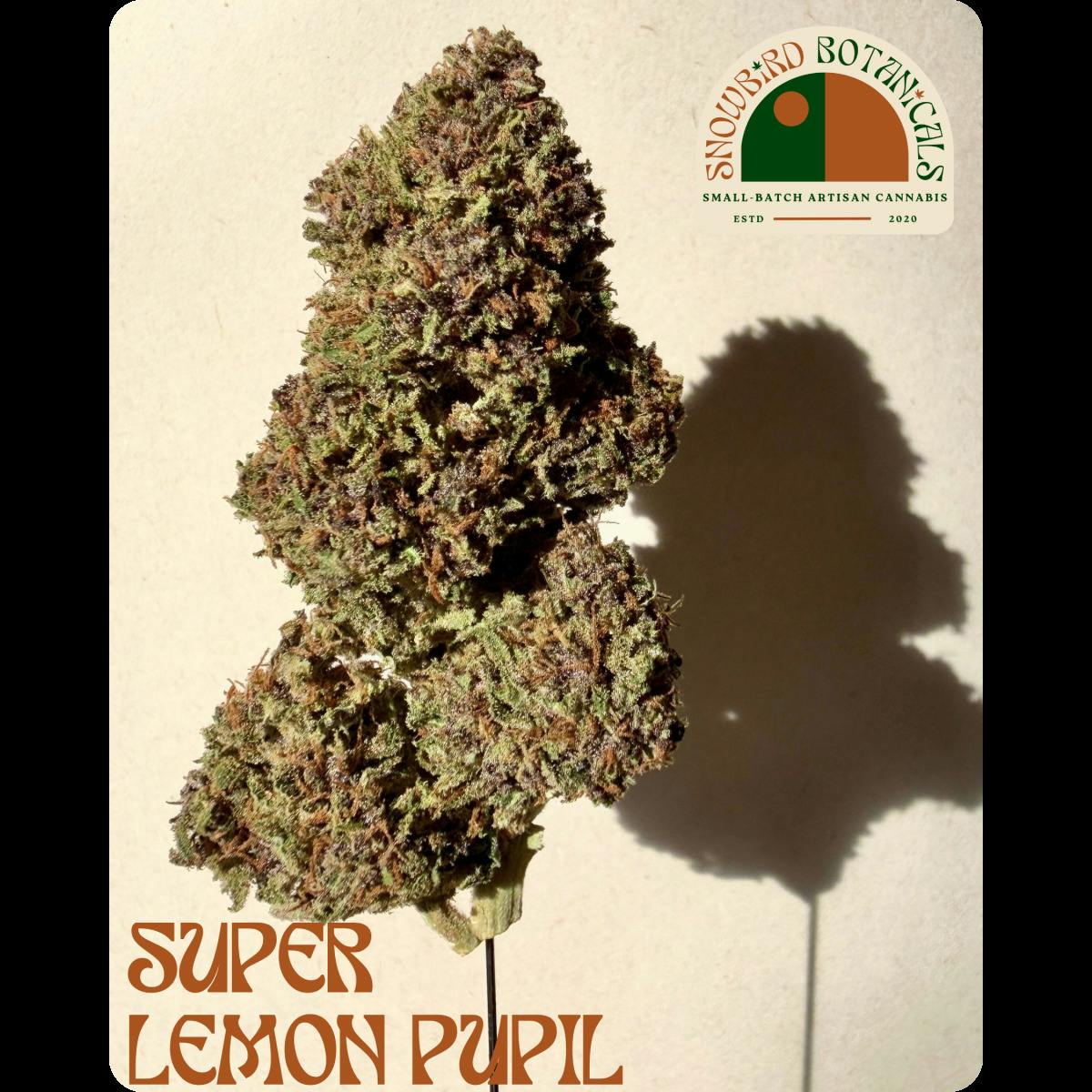 Super Lemon Pupil Pr