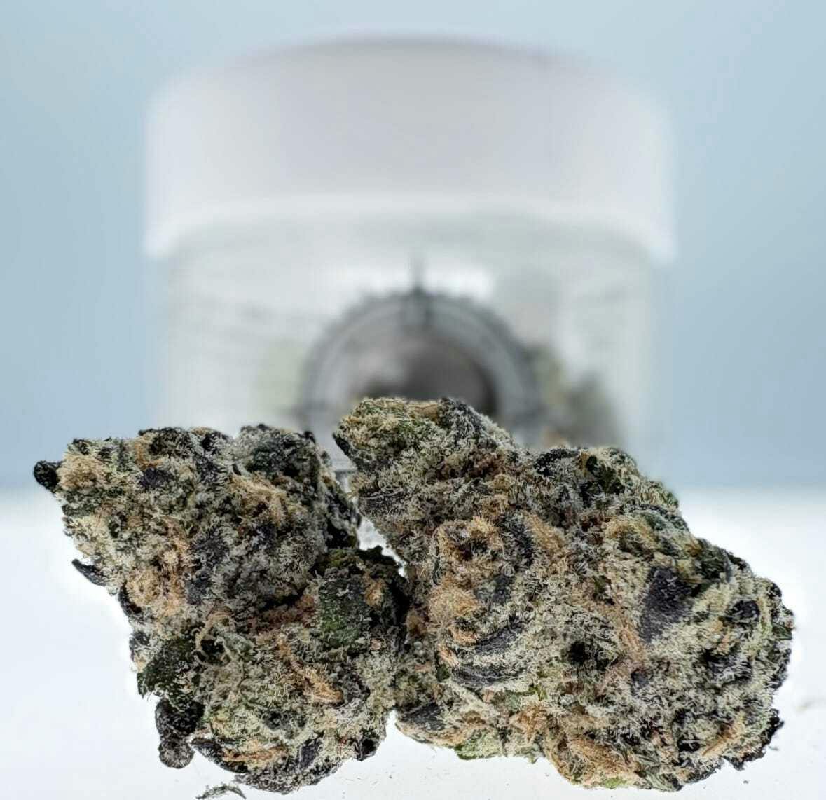 Black Pearl: Lemonhead - Coated