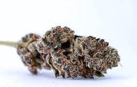 Premium Shelf - Purple Push Pop (H)