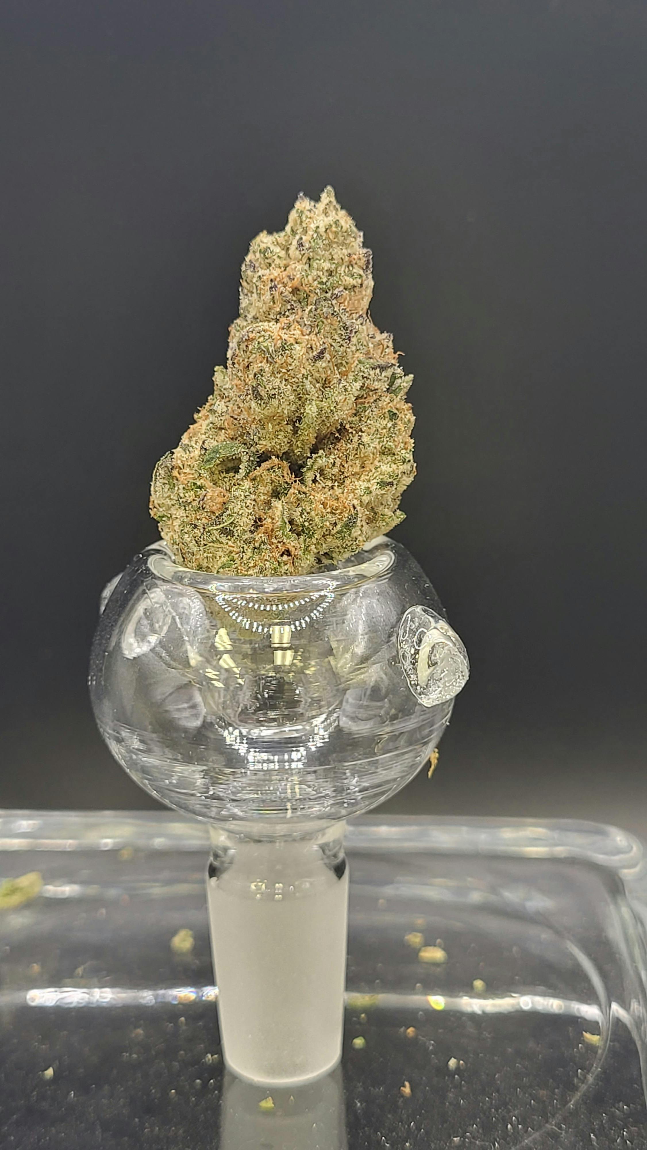 Premium Shelf - Grape Cream Cake (I)