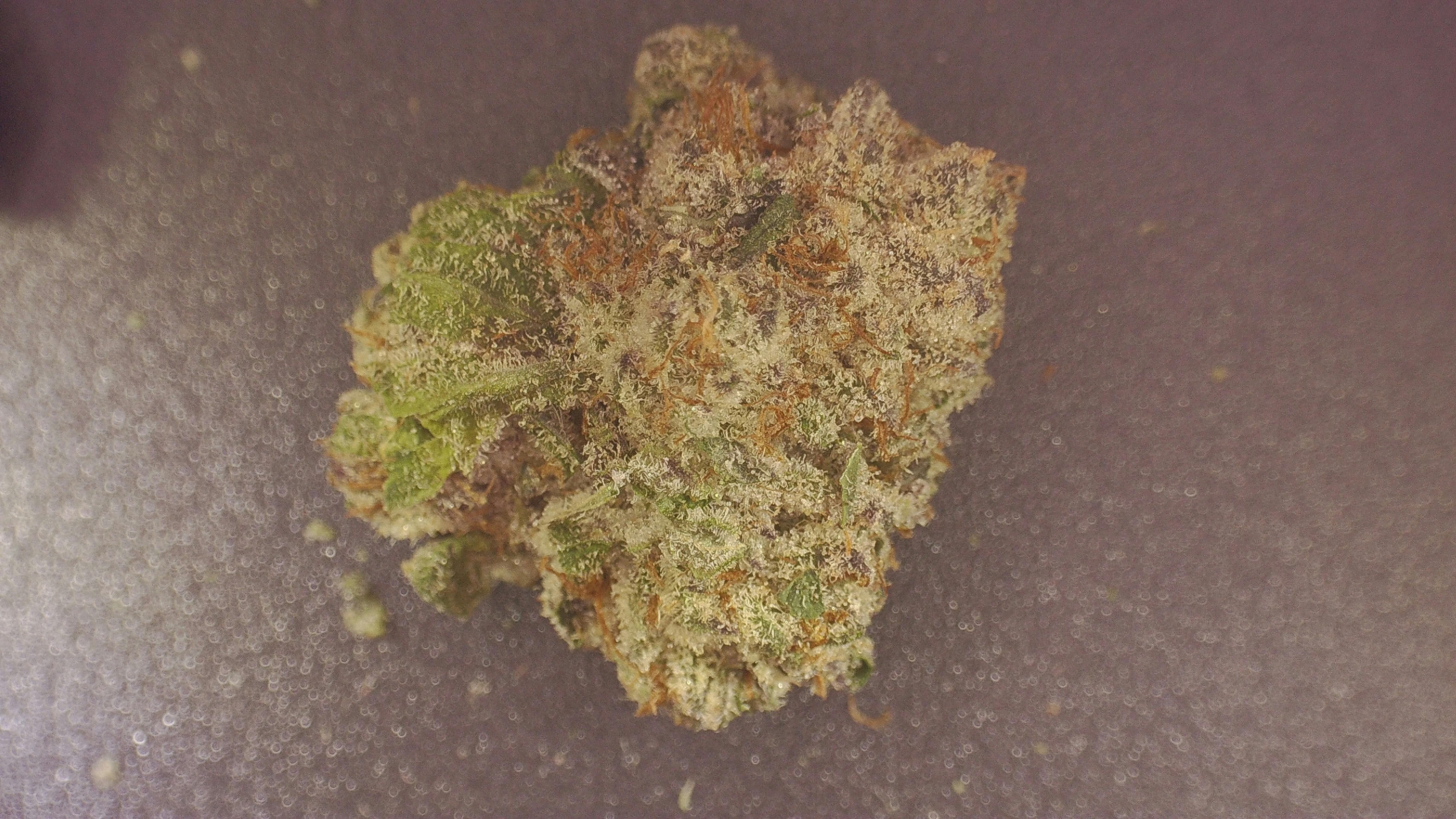 Connoisseur Shelf - Candy Fumez (H)