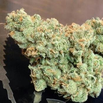 Special Shelf - Durban Poison (S)
