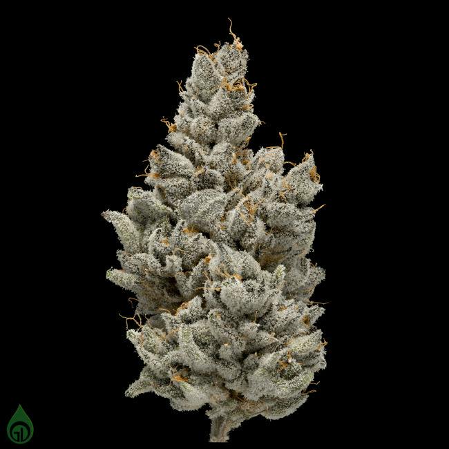 Green Dot - Pre-Packed - Fat Tuesday (H)