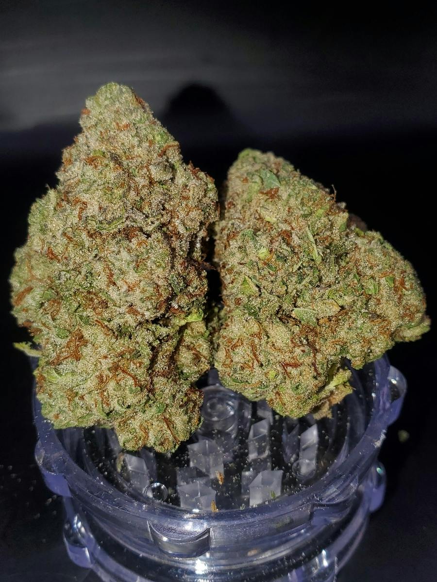 Connoisseur Shelf - Apricot Scone (S)