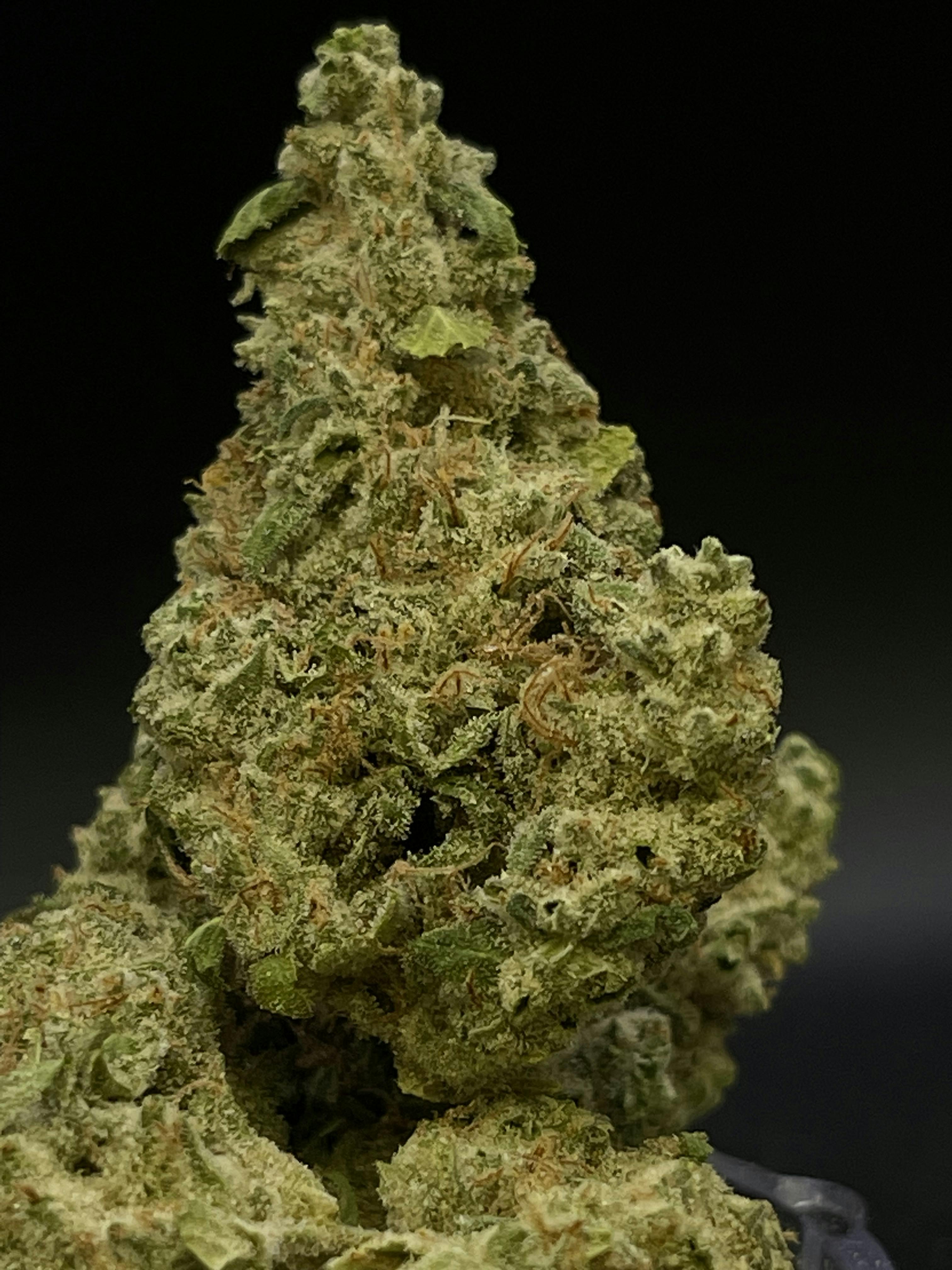 Top Shelf - Black Cherry Icee (H)