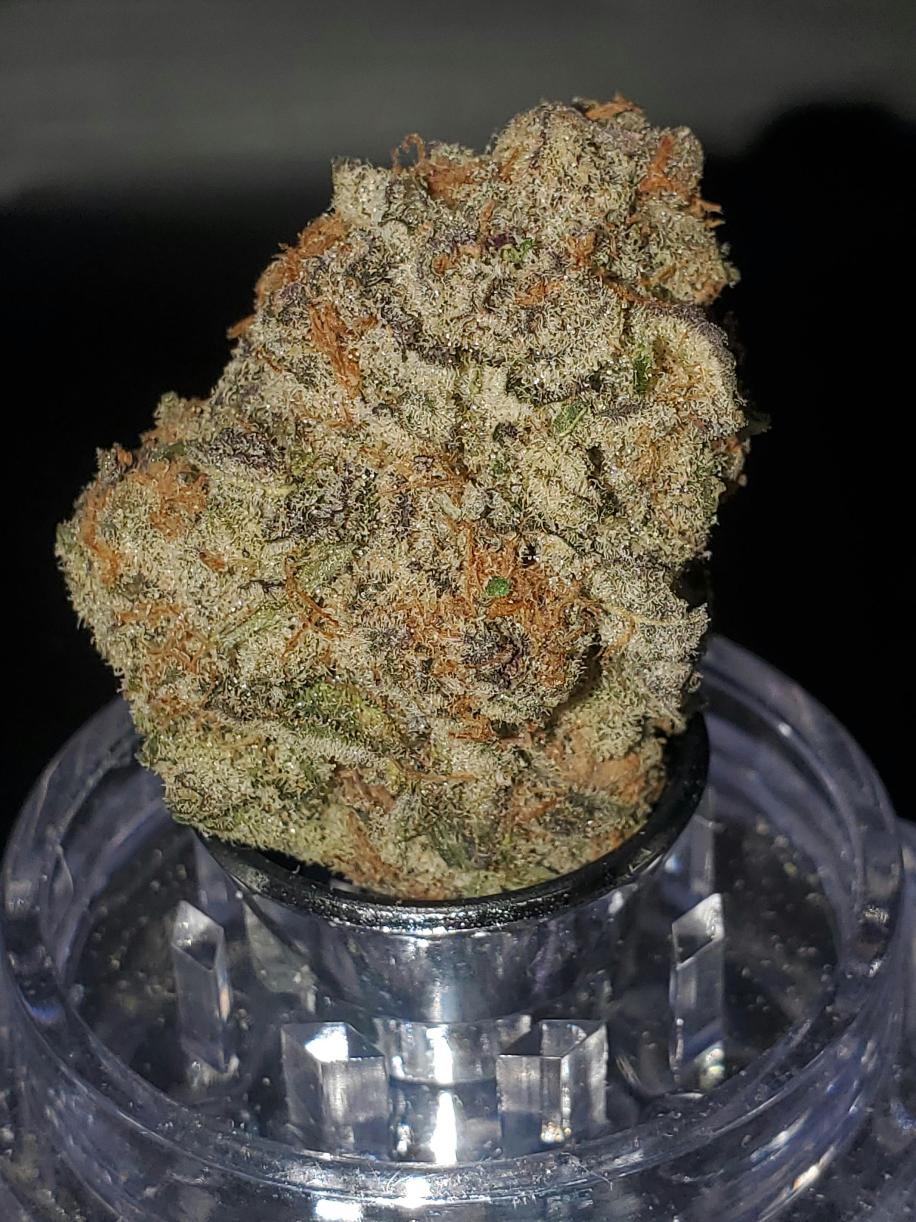 Top Shelf - Black Maple (H)