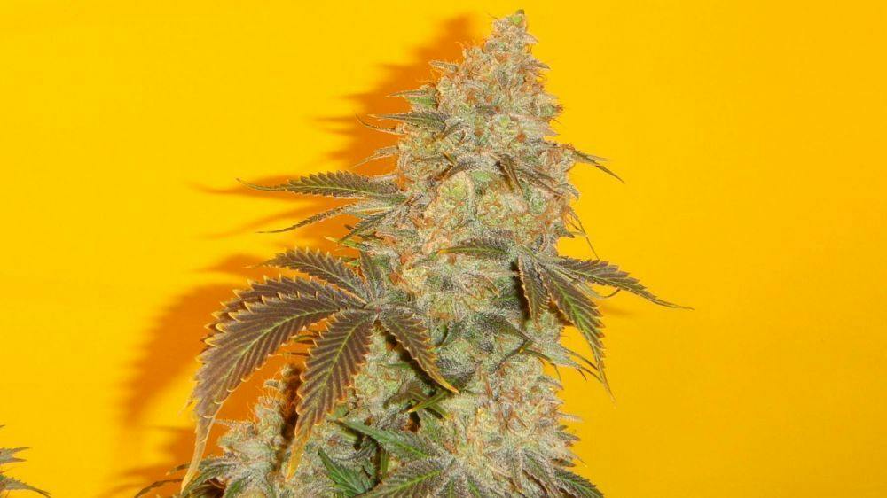 Premium Shelf - Lemon Chem #4 (H)
